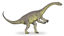  Un exemple de Massospondylidae,Lufengosaurus.