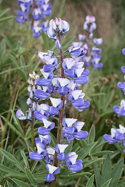  Lupinus latifolius