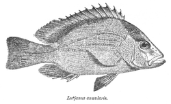  Lutjanus erythropterus