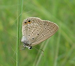  Euchrysops cnejus