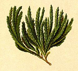  Lycopodium alpinum