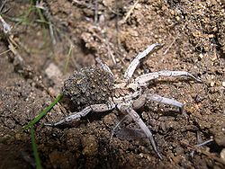  Lycosa Tarantula avec ses petits sur le dos