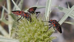  Spilostethus saxatilis