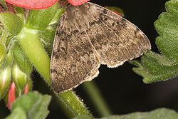 Lymantria dispar