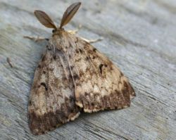  Bombyx disparate (Lymantria dispar)