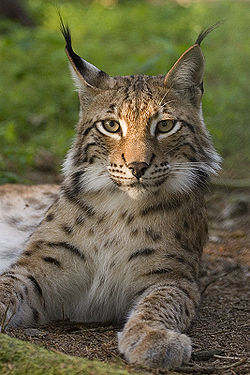 Lynx d'Eurasie (Lynx lynx)