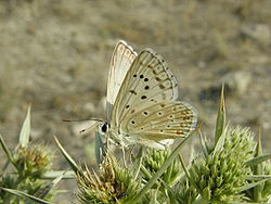  Polyommatus albicans