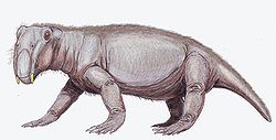 Lystrosaurus georgi, dessin d'artiste