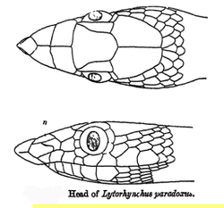  Lytorhynchus paradoxus