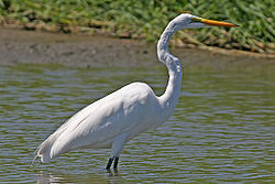  Ardea alba