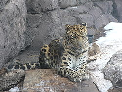  Panthera pardus orientalis auzoo de Philadelphie.
