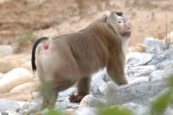 alt=Macaque à queue de cochon du Nord Macaca nemestrina leonina