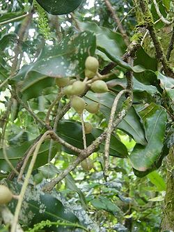  Macadamia integrifolia