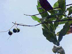  Macadamia ternifolia