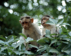Jeunes macaques à bonnet. Photo Bernard Thierry.