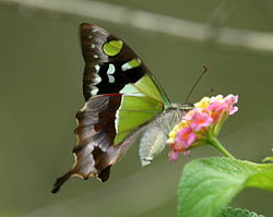  Graphium macleayanus