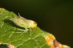 Macropsis prasina