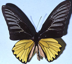  Troides magellanus (mâle)