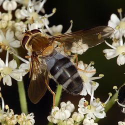 Leucozona glaucia femelle