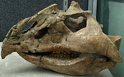  Crâne de Magnirostris dodsoni