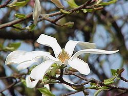  Magnolia kobus borealis