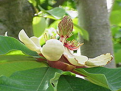  Magnolia tripetala