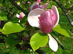 Magnolia ×soulangiana 'Rustica Rubra' crée par Étienne Soulange-Bodin, botaniste français