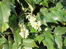  Inflorescence de Mahonia japonica