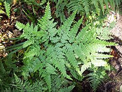 jeune Adiantum formosum