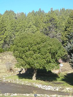  Maytenus boaria, arbre de climat tempérée