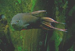  Macropodus erythropterus