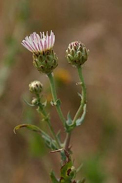  Malacothrix coulteri