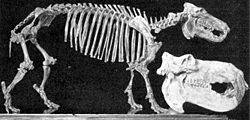  Hippopotamus lemerlei avec uncrâne de Hippopotamus amphibius