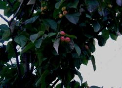  Branches et fruits de Malus tschonoskii