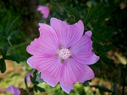  Malva alcea, L.