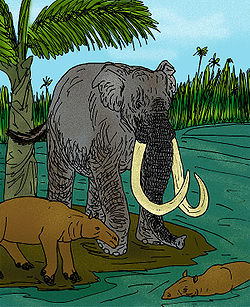  Mammuthus africanavus