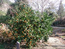  Citrus reticulata