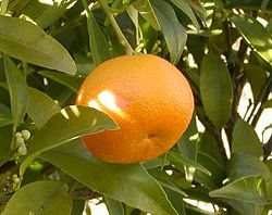  Citrus reticulata