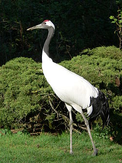  Grus japonensis