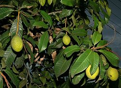  Mangifera odorata, feuilles et fruits