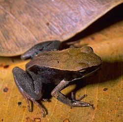  Mantella betsileo