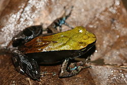  Mantella ebenaui