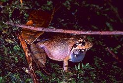  Mantidactylus leucocephalus