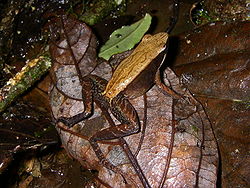  Mantidactylus opiparis