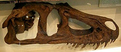  Crâne reconstitué de Marshosaurus