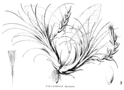  Tillandsia paraensis MezIllustration du protologue.