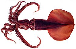  Mastigoteuthis magna