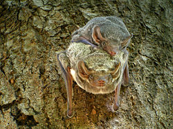  Taphozous mauritianus