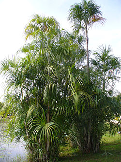  Mauritiella armata