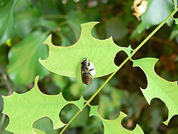  Abeille « découpeuse » (ici Megachile rotundata découpant des feuilles d'Acacia)